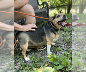 Zuni *Adopt or Foster* - Female Beagle Dog for Adoption - Photo #2