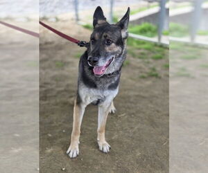 German Shepherd Dog Dogs for adoption in Evansville, IN, USA