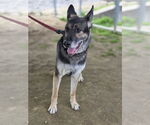 Small German Shepherd Dog
