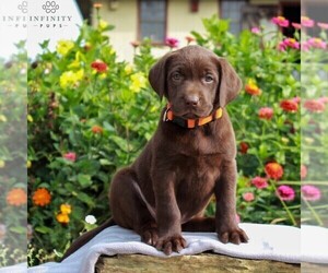 Labrador Retriever Puppy for sale in LEBANON, PA, USA