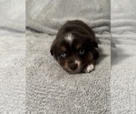Puppy Ruby Miniature Australian Shepherd