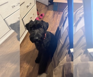 Schnoodle (Giant) Puppy for sale in DALLAS, TX, USA