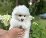 Puppy Dasiy Pomeranian