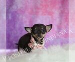 Small Photo #10 Chihuahua Puppy For Sale in WARSAW, IN, USA