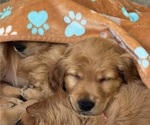 Small #1 Golden Retriever