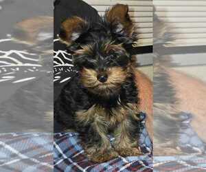 Yorkshire Terrier Puppy for Sale in HOT SPRINGS NATIONAL PARK, Arkansas USA