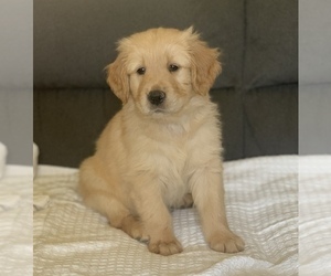 Golden Retriever Puppy for sale in RIVERSIDE, CA, USA