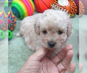 Cavapoo Puppy for sale in RATTAN, OK, USA