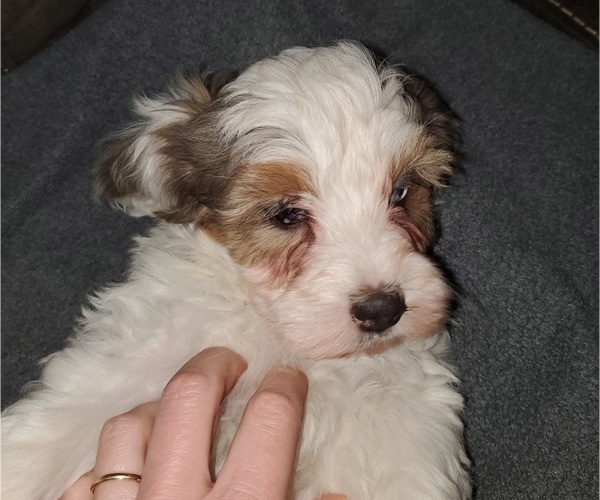 Medium Photo #23 Bernedoodle (Miniature) Puppy For Sale in LEETONIA, OH, USA