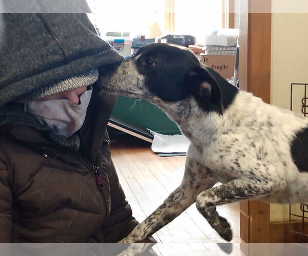 Medium Photo #2 Rat Terrier-Unknown Mix Puppy For Sale in Garden City, NY, USA