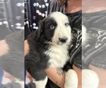 Puppy Pie Border-Aussie