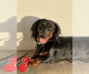 Dachshund Puppy for sale in PHILADELPHIA, PA, USA