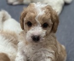 Puppy Mushu Poodle (Miniature)-Unknown Mix