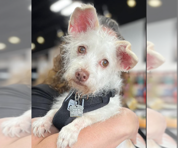 Medium Photo #3 Mutt Puppy For Sale in Cranston, RI, USA