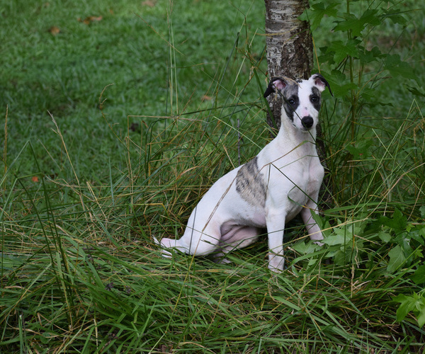 Medium Photo #1 Whippet Puppy For Sale in DONALDS, SC, USA