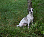 Image preview for Ad Listing. Nickname: Skye