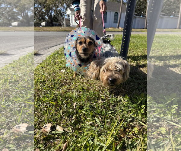 Medium Photo #3 Chihuahua-Unknown Mix Puppy For Sale in Sanford, FL, USA