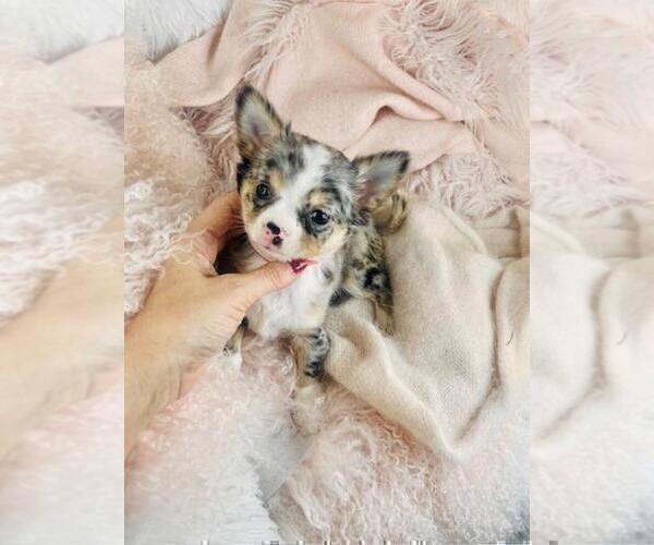 Medium Photo #23 Chihuahua Puppy For Sale in FORT LAUDERDALE, FL, USA
