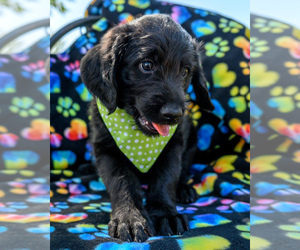 Labradoodle Puppy for sale in DEEPWATER, MO, USA