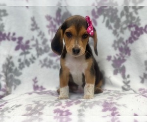 Beagle Puppy for sale in LAKELAND, FL, USA