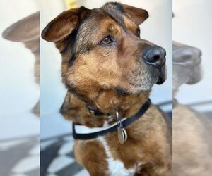 Admiral - Male American Staffordshire Terrier Dog for Adoption - Photo #6