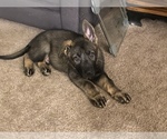 Small Photo #10 German Shepherd Dog Puppy For Sale in FAIRMOUNT, IN, USA