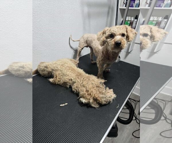 Medium Photo #8 Dachshund-Unknown Mix Puppy For Sale in Sandy, UT, USA