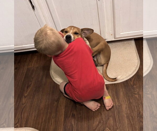 Medium Photo #8 Doxle Puppy For Sale in Oakhurst, NJ, USA