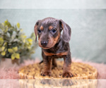 Small #1 Dachshund
