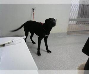 Labrador Retriever-Unknown Mix Dogs for adoption in Pasadena, TX, USA