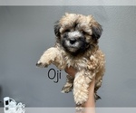 Puppy 2 Maltese-Poodle (Toy) Mix