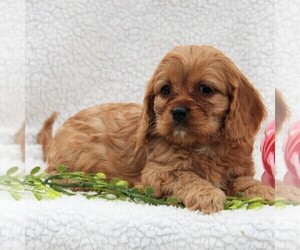 Cavapoo Puppy for sale in HONEY BROOK, PA, USA