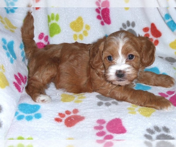 Medium Photo #9 Cavapoo-Poodle (Miniature) Mix Puppy For Sale in ORO VALLEY, AZ, USA