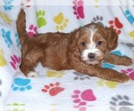 Small Photo #9 Cavapoo-Poodle (Miniature) Mix Puppy For Sale in ORO VALLEY, AZ, USA
