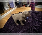 Small Photo #7 Labrador Retriever Puppy For Sale in SANTA MONICA, CA, USA