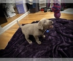 Small #6 Labrador Retriever