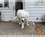 Small #10 Great Pyrenees