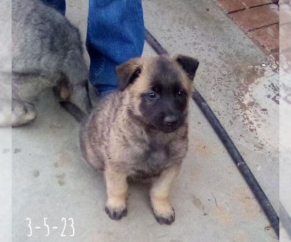 Medium Photo #12 German Shepherd Dog-Unknown Mix Puppy For Sale in Apple Valley, CA, USA