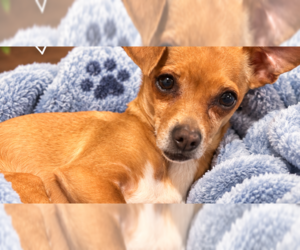Chihuahua Dogs for adoption in San Diego , CA, USA