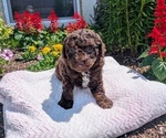 Small #15 Poodle (Toy)