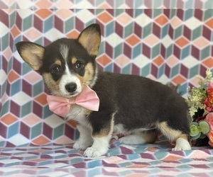 Medium Pembroke Welsh Corgi