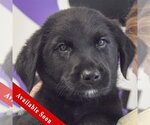Small Golden Retriever Mix