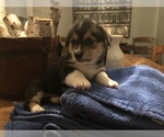 Puppy 1 Pembroke Welsh Corgi