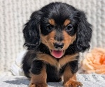 Small Photo #16 Dachshund Puppy For Sale in GOSHEN, IN, USA