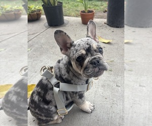 French Bulldog Puppy for sale in SALINAS, CA, USA