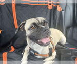 Small #3 Puggle