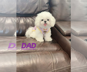 Father of the Maltipoo puppies born on 08/18/2025