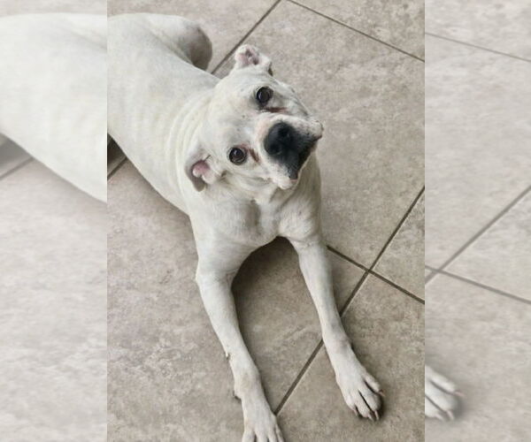 Medium Photo #3 Boxer Puppy For Sale in Dumont, NJ, USA