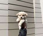 Small Pomapoo (Toy)