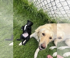 Mother of the Border Collie-Golden Retriever Mix puppies born on 05/10/2022